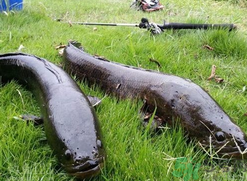 10月份還能釣黑魚嗎？幾月份釣黑魚最好？