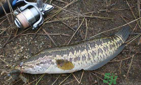 10月份還能釣黑魚嗎？幾月份釣黑魚最好？
