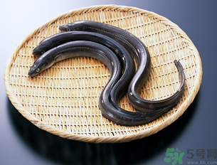 十月份可以釣黃鱔嗎？黃鱔可以釣到幾月份？