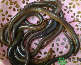活黃鱔如何保存？活鱔魚怎么保存？
