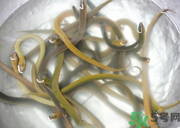 活黃鱔如何保存？活鱔魚怎么保存？