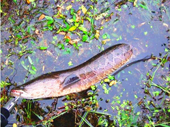 十月份黑魚好釣嗎？十月份怎么釣黑魚？