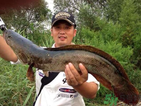 十月份黑魚好釣嗎？十月份怎么釣黑魚？