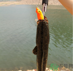 十月份黑魚好釣嗎？十月份怎么釣黑魚？