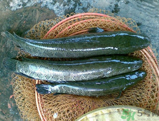 秋天可以釣黑魚嗎？秋天黑魚在什么地方？
