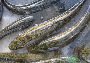 秋天可以釣黑魚嗎？秋天黑魚在什么地方？