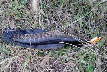秋天怎么釣黑魚？秋天釣黑魚技巧