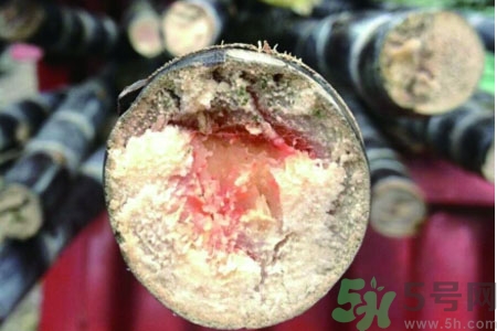 發(fā)霉的甘蔗吃了會中毒嗎？發(fā)霉的甘蔗長什么樣子？