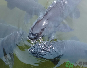 十月份釣青魚好釣嗎？釣青魚什么時間最好？
