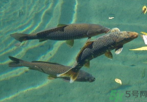 十月份釣青魚好釣嗎？釣青魚什么時間最好？