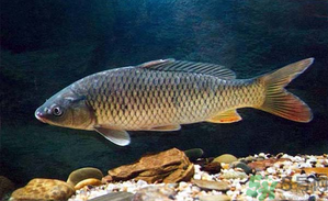 十月份釣青魚好釣嗎？釣青魚什么時間最好？