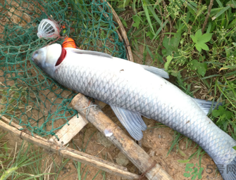 十月份釣青魚好釣嗎？釣青魚什么時間最好？