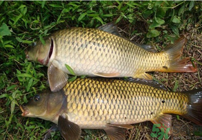 水庫釣魚用什么餌料？水庫釣魚用什么商品餌？