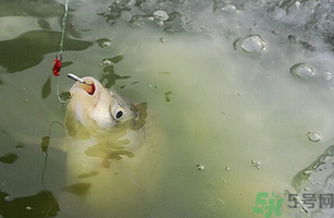陰天怎么釣魚(yú)？陰天釣魚(yú)技巧