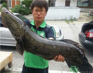 秋季釣黑魚用什么魚餌？秋天釣黑魚用什么餌？