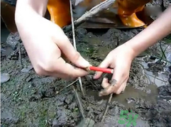 秋季可以釣黃鱔嗎？黃鱔怎么釣？