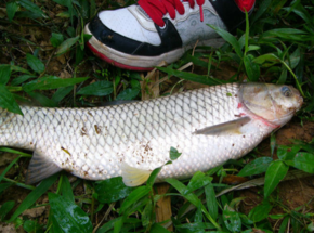 野生草魚多少錢一斤？野生草魚價格