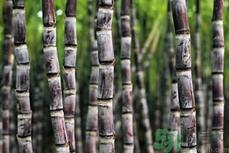 孕婦能吃甘蔗嗎？孕婦吃甘蔗會(huì)導(dǎo)致血糖升高嗎？