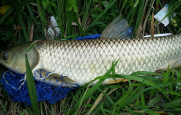野生草魚多少錢一斤？野生草魚價格