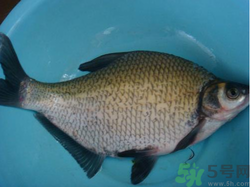 鳊魚多少錢一斤？野生鳊魚多少錢一斤？