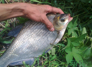 鳊魚多少錢一斤？野生鳊魚多少錢一斤？