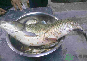 秋天夜釣草魚(yú)怎么釣？秋天夜釣草魚(yú)技巧