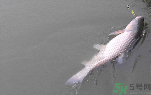 秋天夜釣草魚(yú)怎么釣？秋天夜釣草魚(yú)技巧