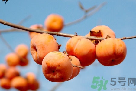 柿子為什么懶了就不澀口？懶柿子的功效與作用