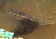 十月份黑魚(yú)好釣嗎？十月份怎么釣黑魚(yú)？