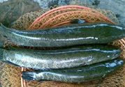 秋季釣黑魚用什么魚餌？秋天釣黑魚用什么餌？