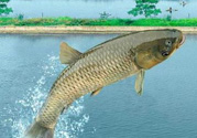 十月份釣青魚(yú)好釣嗎？釣青魚(yú)什么時(shí)間最好？