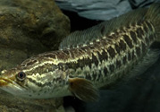 秋天可以釣黑魚(yú)嗎？秋天黑魚(yú)在什么地方？