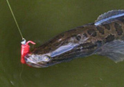 10月份還能釣黑魚(yú)嗎？幾月份釣黑魚(yú)最好？
