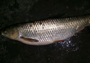 秋天夜釣草魚用什么餌料？秋季夜釣草魚餌料配方