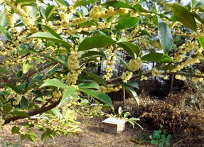 新鮮桂花怎么處理？新鮮桂花怎么保存？