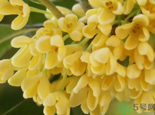 新鮮桂花怎么處理？新鮮桂花怎么保存？