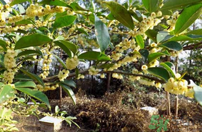 新鮮桂花能吃嗎？新鮮桂花怎么吃？