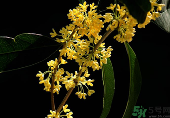 剛摘的桂花怎么處理？桂花摘下來怎么處理？