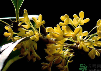 剛摘的桂花怎么處理？桂花摘下來怎么處理？