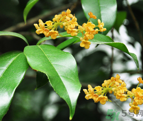剛摘的桂花怎么清洗？新鮮桂花怎么清洗？