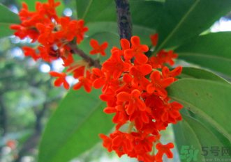 剛摘的桂花怎么清洗？新鮮桂花怎么清洗？