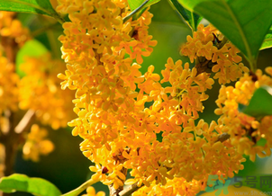 剛摘的桂花怎么清洗？新鮮桂花怎么清洗？