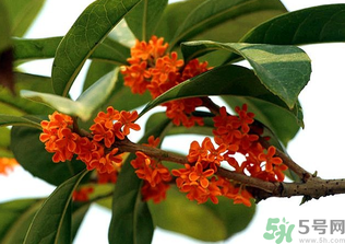 桂花怎么保存？桂花怎么保存香味？