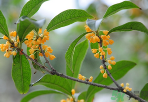 桂花怎么保存？桂花怎么保存香味？