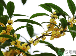 桂花怎么保存？桂花怎么保存香味？