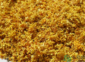  桂花多少錢一斤？桂花多少錢一兩？