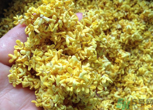 新鮮桂花怎么吃？新鮮桂花的食用方法
