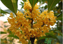 新鮮桂花怎么吃？新鮮桂花的食用方法