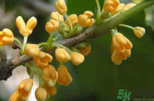 剛摘的桂花能吃嗎？剛摘的桂花可以吃嗎？