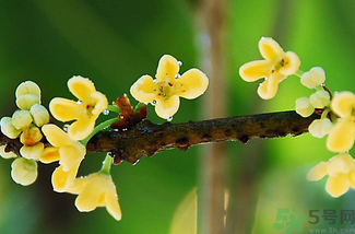剛摘的桂花能吃嗎？剛摘的桂花可以吃嗎？